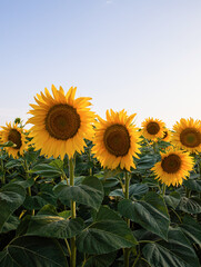 Wall Mural - A sunflower field on a hill with blue sky.