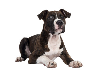 Young brindle with white American Staffordshire Terrier dog, laying down side ways, looking beside camera with focussed dark eyes. Isolated cutout on transparent background.