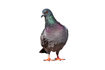 full body of standing pigeon bird isolate on transparent background, png file