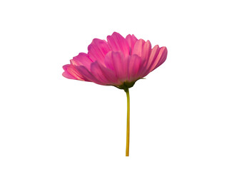 Wall Mural - cosmos flower on transparent background