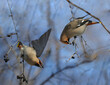 cedar waxwing in forest during winter