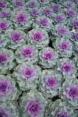  Colorful Decorative Kale or Ornamental Cabbage in Agricultural greenhouse farm.