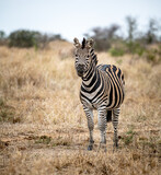 Fototapeta Konie - Zebras in the Kruger National Park, South Africa