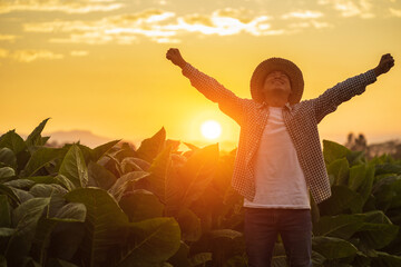 Wall Mural - Asian farmer working in the field of tobacco tree, spread arms and raising his success fist happily with feeling very good while working. Happiness for agriculture business concept.