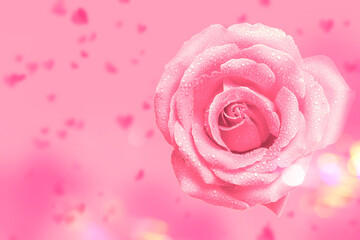 Wall Mural - Pink rose flower rose flower on festive background. A beautiful large rose and a flying blurred heart. Symbol of love. Valentine design.