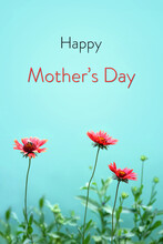 Happy Mothers Day Card With Gaillardia Flowers Isolated On Green Background. Mothers Day Floral Greeting Card Concept..