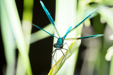 Isolated close-up of a Calopteryx splendens dragonfly male sitting on a blade of grass and watching you