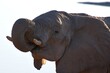 Afrikanischer Elefant (loxodonta africana) löscht seinen Durst am Wasserloch im Etoscha Nationalpark in Namibia. 