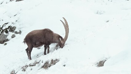 Wall Mural - Digging in the snow in search of grass, the Alpine ibex male (Capra ibex)