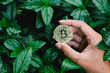 a man holding golden coins with bitcoin symbol and leaf backround