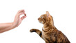 Teaching a domestic cat commands for a treat on a white background.