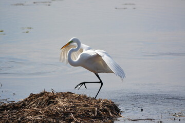 Wall Mural - Egret