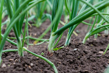 Green Onions Growing In The Garden. Spring Vegetables. Organic Food. Macro. Vertical
