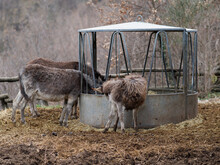 Donkey Eating Hay In A Farm