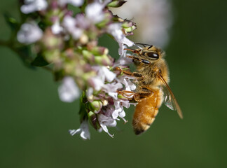 Wall Mural - A Honey Bee gathering nectar and pollen from oregano flowers (Apis mellifera)