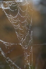 water drops spider web