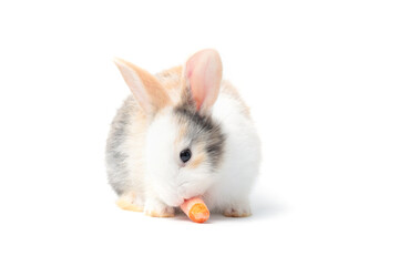 Wall Mural - Adorable fluffy young rabbit eating delicious carrot together on white background, feeding lovely and cute young bunny vegetarian pet animal with organic vegetable, healthy vegan food with pet