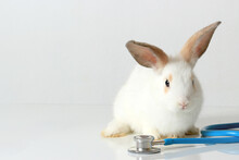 Cute White Rabbit With Long Brown Ears With Doctor Stethoscope Veterinary On White Background, Sick And Injured Bunny Pet Has Check-up At A Vet Clinic, Adorable Bunny Medical Equipment And Pat Concept