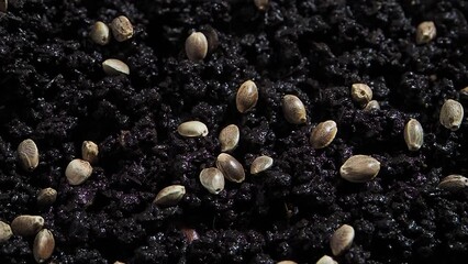 Wall Mural - hemp seeds sown in vermicompost biohumus