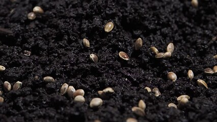 Wall Mural - hemp seeds sown in vermicompost biohumus