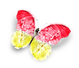 Wall Mural - Color watercolor butterfly , isolated on the white background