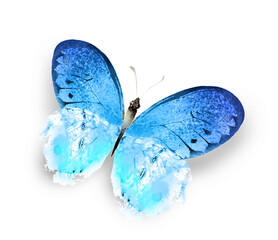 Wall Mural - Color watercolor butterfly , isolated on the white background