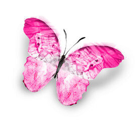 Wall Mural - Color watercolor butterfly , isolated on the white background