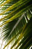 Fototapeta Big Ben - palm tree leaves