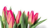 Fototapeta Kwiaty - Tulips on a white background