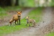 © Miroslav Srb - Red fox with baby. Red fox is largest of the true foxes, has the greatest geographic range of all members. Red foxes are usually together in pairs or small groups consisting of families.