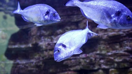 Wall Mural - Silver-blue fish swim near the wall of the aquarium