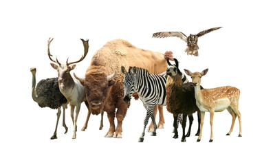 Wall Mural - Group of different wild animals on white background, collage