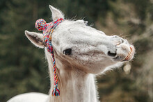 Funny Head Portrait Of A White Arabian Horse Gelding Wearing A Woolly Cap And Showing A Trick Looks Like It´s Laughing
