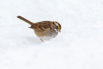 Wall Mural - White-throated sparrow (Zonotrichia albicollis) in harsh Canadian winter