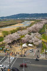 京都府 淀川河川公園背割堤地区の桜と春景色