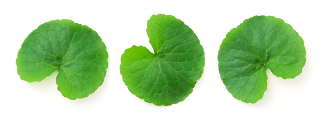 Wall Mural - Gotu kola (centella asiatica) green leaf isolated on white background.