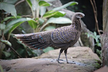 grey peacock-pheasant or polyplectron bicalcaratum is listed as least concern.