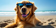 Golden retriever dog in sunglasses on the beach