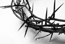 Crown Of Thorns On White Background, Closeup