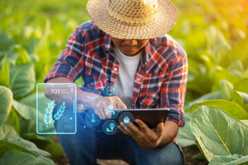 Canvas Print - Farmer working in the tobacco field. Man is examining and using digital tablet to management, planning or analyze on tobacco plant after planting. Technology for agriculture Concept