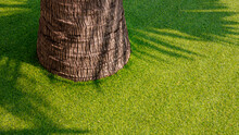 Sunlight And Shadow On Base Of Palm Tree Trunk On Decorative Artificial Grass Floor In Outdoor Gardening Area