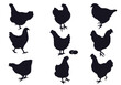 Set of hens silhouettes, Vector breeder chickens