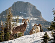 © Cavan Images - Bighorn Sheep stand in a snowfield at Logan Pass in Montana's Glacier National park.