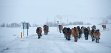 Icelandic Horses In The Winter Trotting Along The No. 1 Road Close To The The Mountainpass Vikurskad In North Iceland