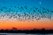 © Cavan Images - Flock of sandhill crane (Antigone canadensis) birds at sunset, Platte River, Kearney, Nebraska, USA