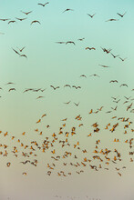 Flock Of Sandhill Crane (Antigone Canadensis) Birds At Sunset, Kearney, Nebraska, USA