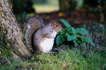 Wall Mural - squirrel in the park