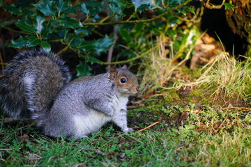 Wall Mural - squirrel on the grass