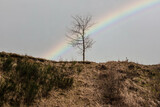 Fototapeta Tęcza - tęcza na niebie i samotne drzewo na horyzoncie