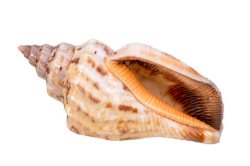 Wall Mural - shell of a mussel in ocean